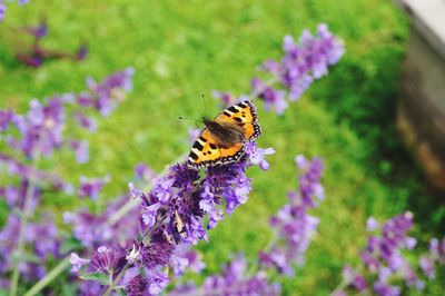 Close-up of butterfly pollinating on purple flower