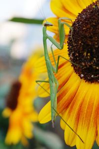 Close-up of sunflower