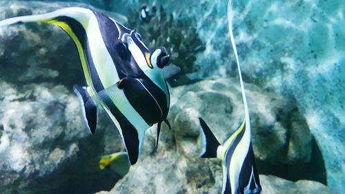 Close-up of fish swimming in sea