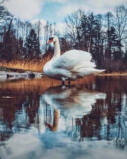 Swan in lake