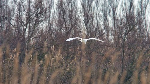 Bird flying over a forest