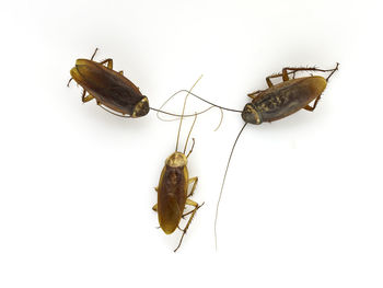 Close-up of insect on white background