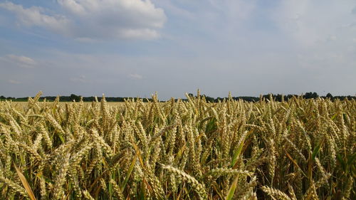 Wheat field against sky