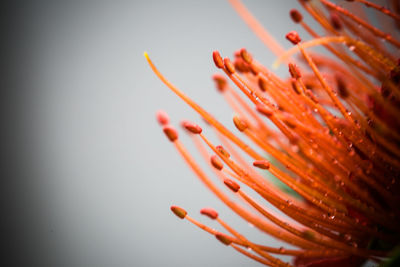 Close-up of flower pollens against sky