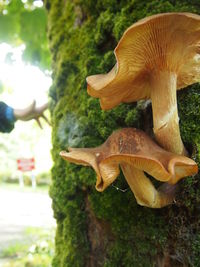 Close-up of mushrooms growing on moss covered tree trunk