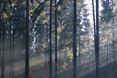 Trees in forest