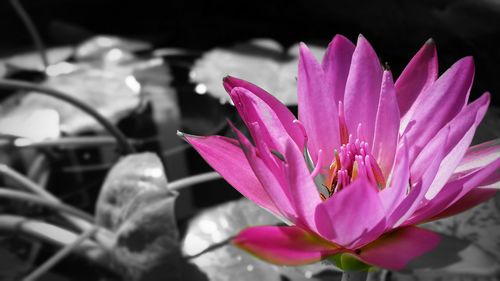 Close-up of pink flowers