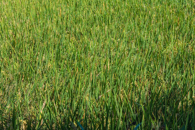 Full frame shot of crop in field