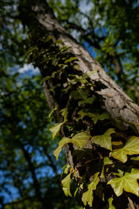 Low angle view of tree branch