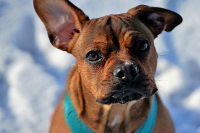 Close-up portrait of dog