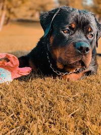 Close-up of a dog looking away