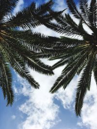 Low angle view of palm tree against sky