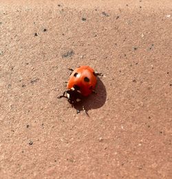 High angle view of ladybug on field