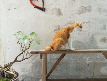 Cat sitting outdoors