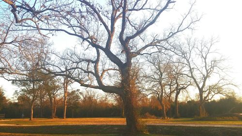 Trees against sky