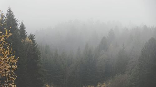 Trees in forest against sky