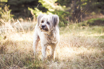 Portrait of dog standing on field