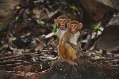 Monkey sitting on a tree