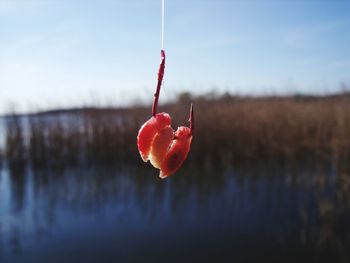 Close-up of red berries on plant against sky