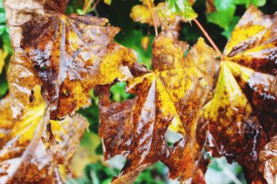 Close-up of maple leaves