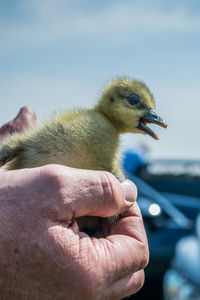 A bird in the hand