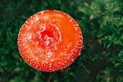 Red mushroom, amanita muscaria, fly ageric or fly amanita in moss