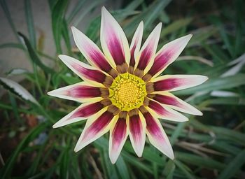 Close-up of pink flower