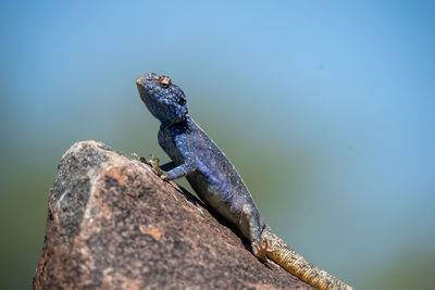 Common agama sitting on a rock