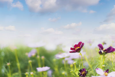 Close-up of pink flowering plants on field against sky