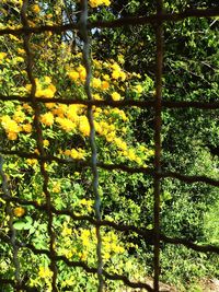 Full frame shot of yellow trees in forest