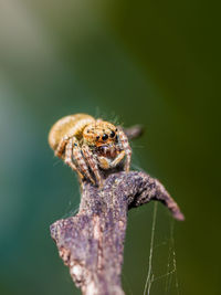 Selective focus of jumping spider on old tree branch, old wood in nature.