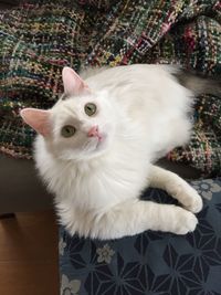 Close-up portrait of cat at home