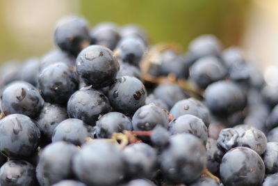 Close-up of blueberries