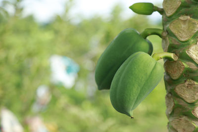 Close-up of fruit growing on tree