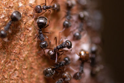 Close-up of insect