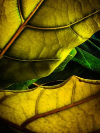 Close-up of yellow leaf