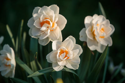 Close-up of white flowering plant in park