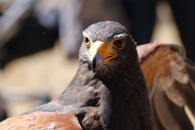 Headshot of an eagle in wildlife park. the eagle is looking right with wings spread.