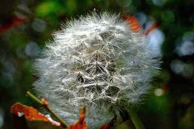 Close-up of flower against blurred background