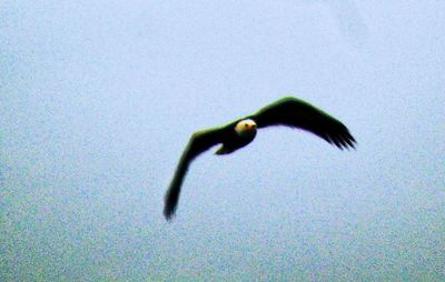 Close-up of bird flying