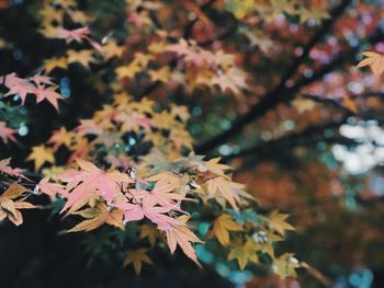 Close-up of maple leaves on tree during autumn