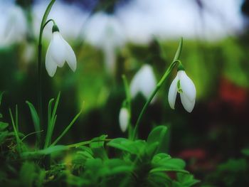 Close-up of white flowers blooming outdoors