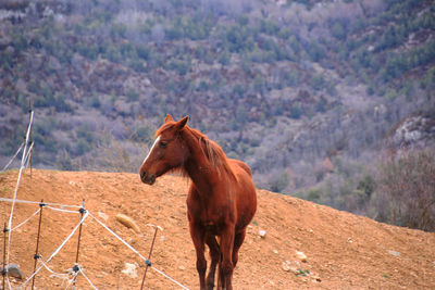 Horse standing in a field