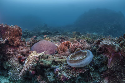 Multi colored coral deep under sea