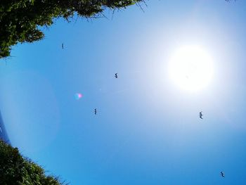 Low angle view of birds flying against clear blue sky