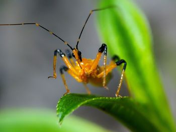 Close-up of ant on leaf