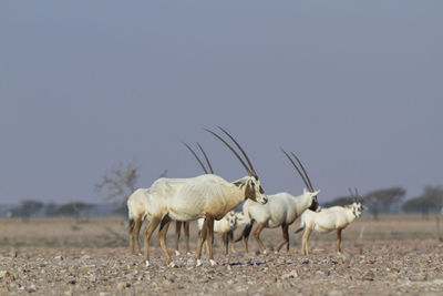 Flock of sheep on field