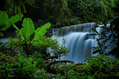 Scenic view of waterfall in forest