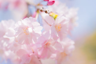 Close-up of pink cherry blossom