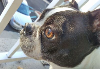 Close-up portrait of dog